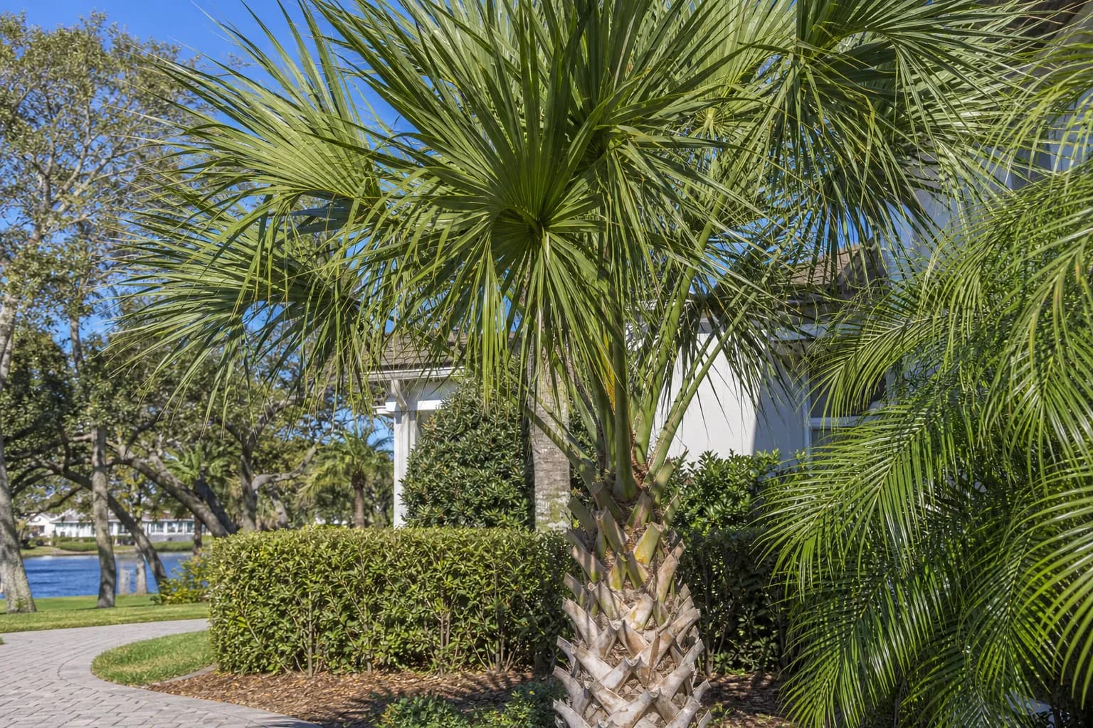 Palm Tree Guide: Lifecycle and Care for Jacksonville & the Beaches