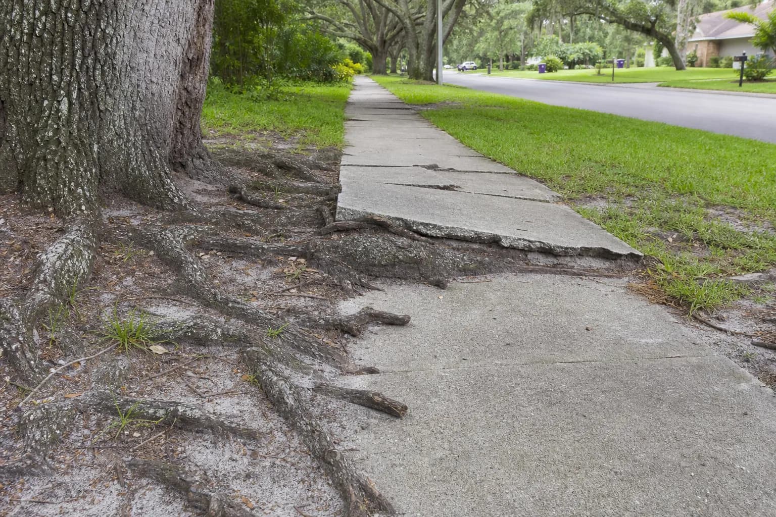 Water Oak Tree Guide: Lifecycle, Risks, and Replacement Timing
