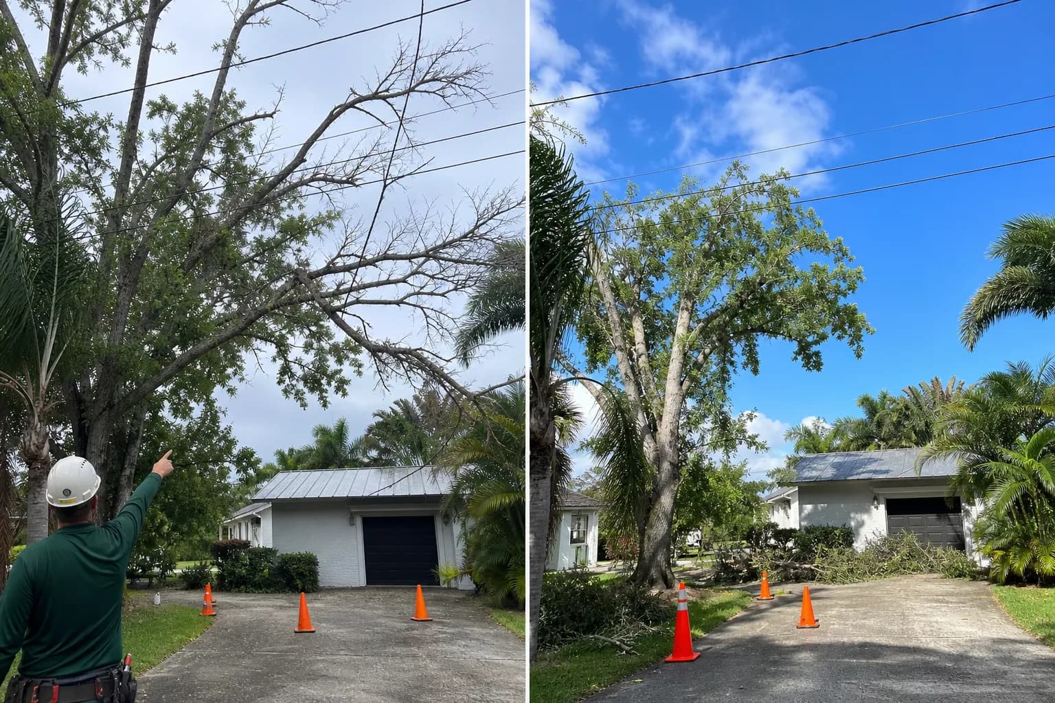 Tree Risk Assessments: Protecting Your Property and Your Claim